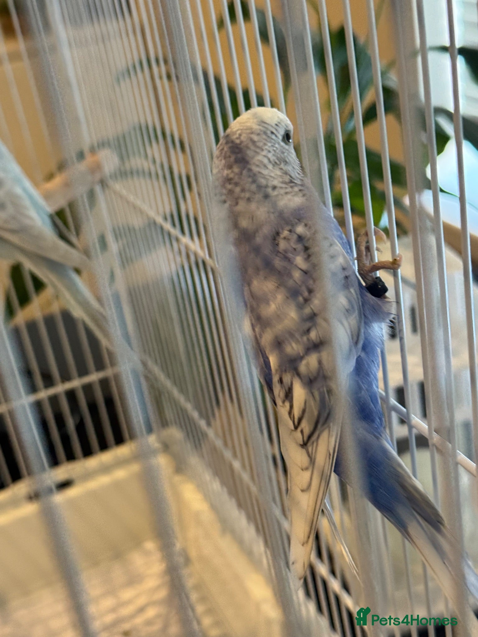 Budgerigars birds Mr Moh - Advert 1