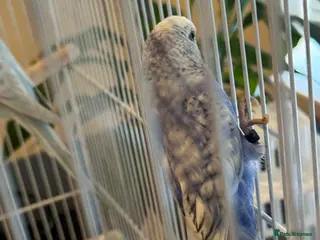 Budgerigars birds Mr Moh - Advert 1