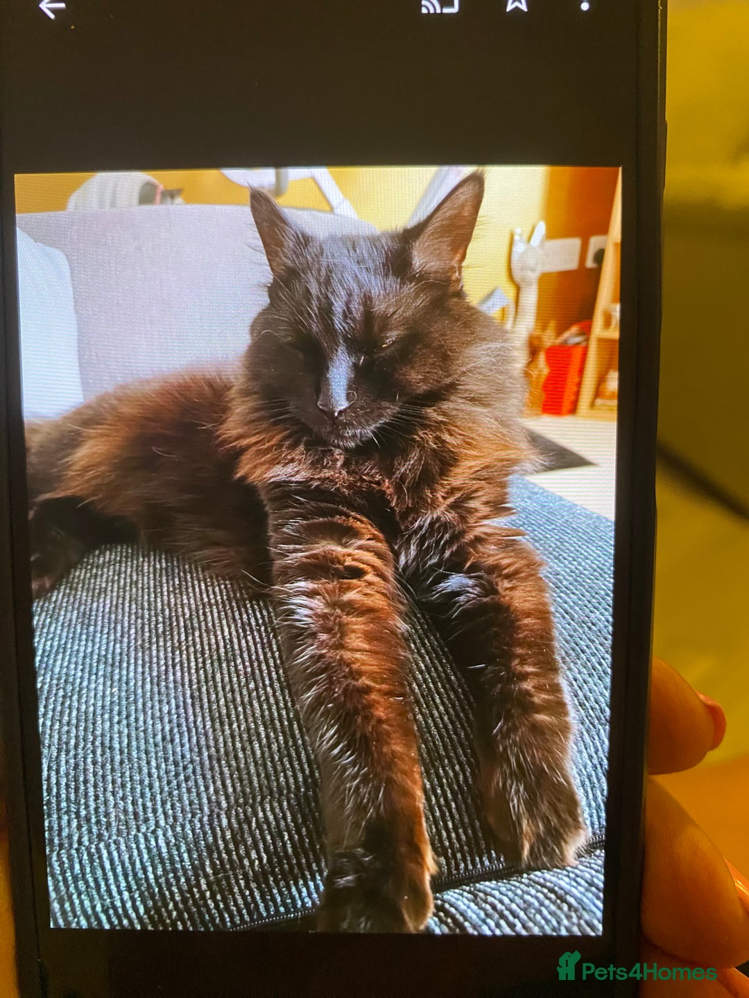 Maine Coon cats for sale: Maine coon domestic  - Image 1