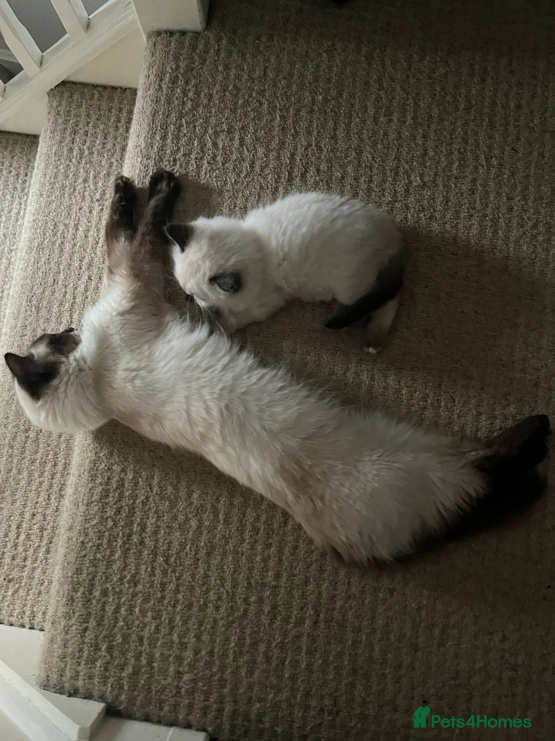 Ragdoll cats for sale: Beautiful seal point ragdoll - Advert 2