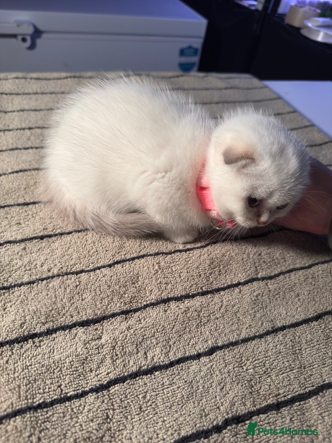 Scottish Fold cats for sale: ⭐️ Beautiful Scottish Folds ⭐️ - Image 11