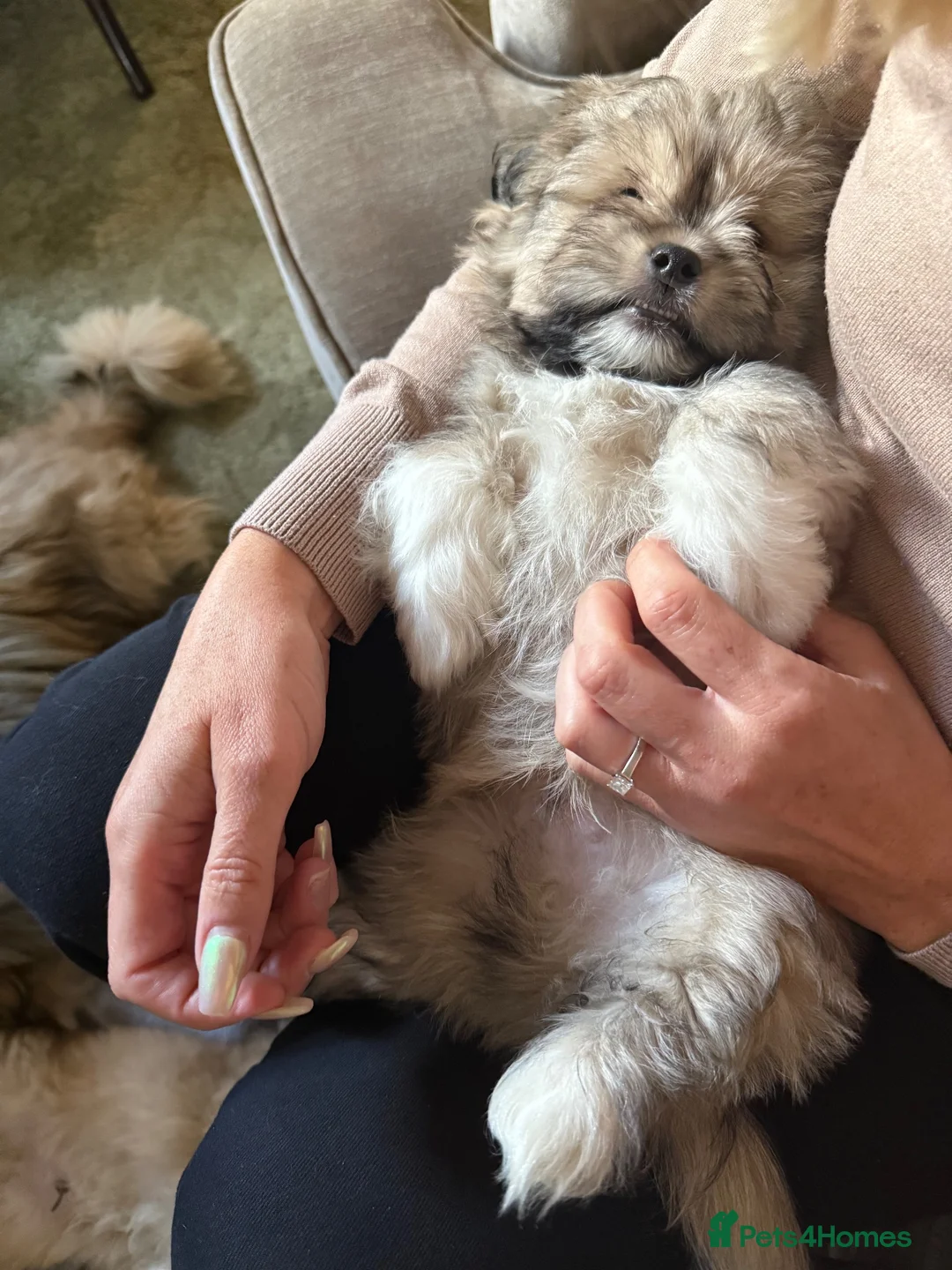 Mixed Breed dogs for sale: Two very Cute Peka-tease puppies  available ❤️ - Advert 2