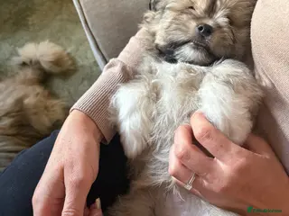 Mixed Breed dogs Four beautiful Peka-tease puppies 🐶 - Advert 6