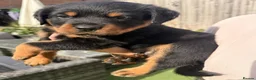 Rottweiler dogs for sale: Visionary Choice for a Loyal Rottweilers Companion in Halifax - Advert 8