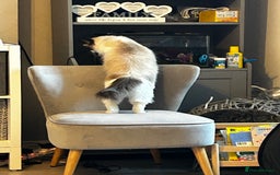 Ragdoll cats for sale: Zhuri - Advert 2