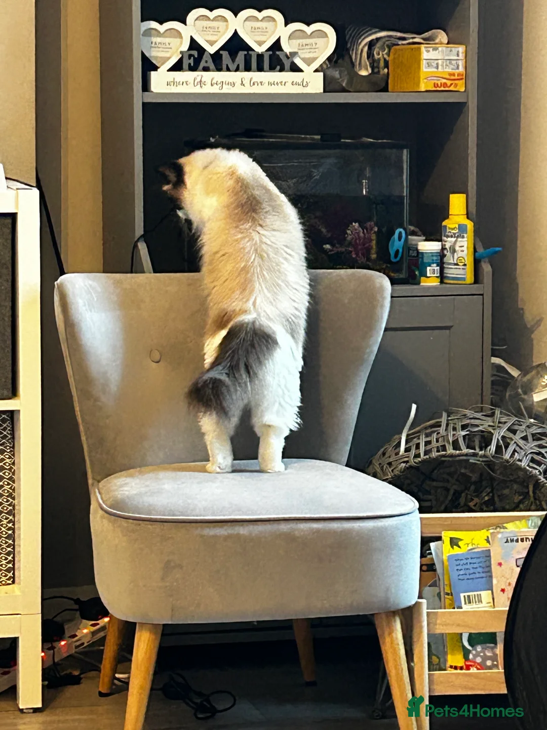 Ragdoll cats for sale: Zhuri - Advert 2