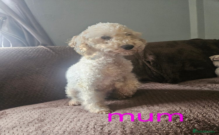 Miniature Poodle dogs - Advert 13