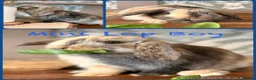 Mini Lop rabbits for sale: Gorgeous mini lop litter  - Advert 1