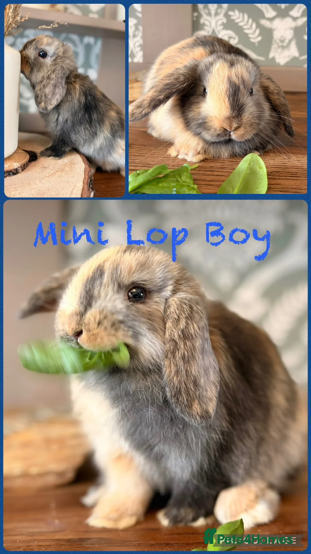 Mini Lop rabbits for sale: Gorgeous mini lop litter  - Advert 1