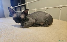 Sphynx cats for sale: Sphynx and bambino  - Image 1