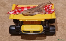 Bearded Dragon reptiles for sale: Bearded Dragon For Sale - Image 1