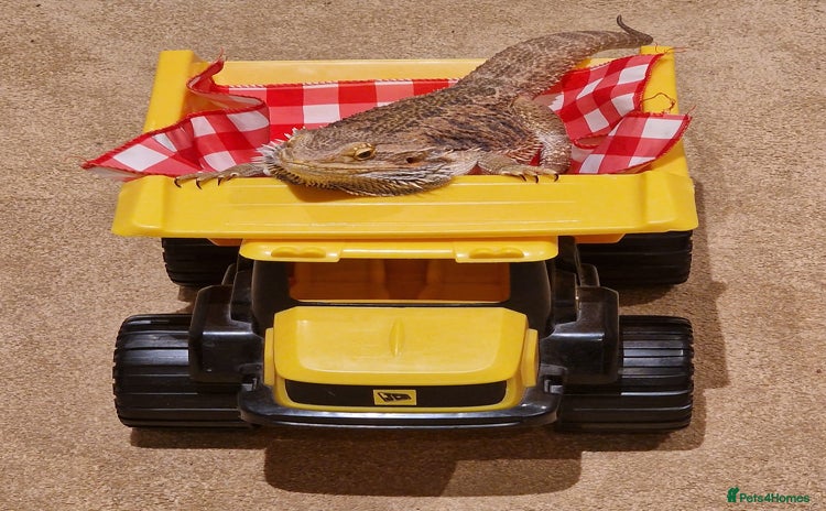 Bearded Dragon reptiles - Advert 8