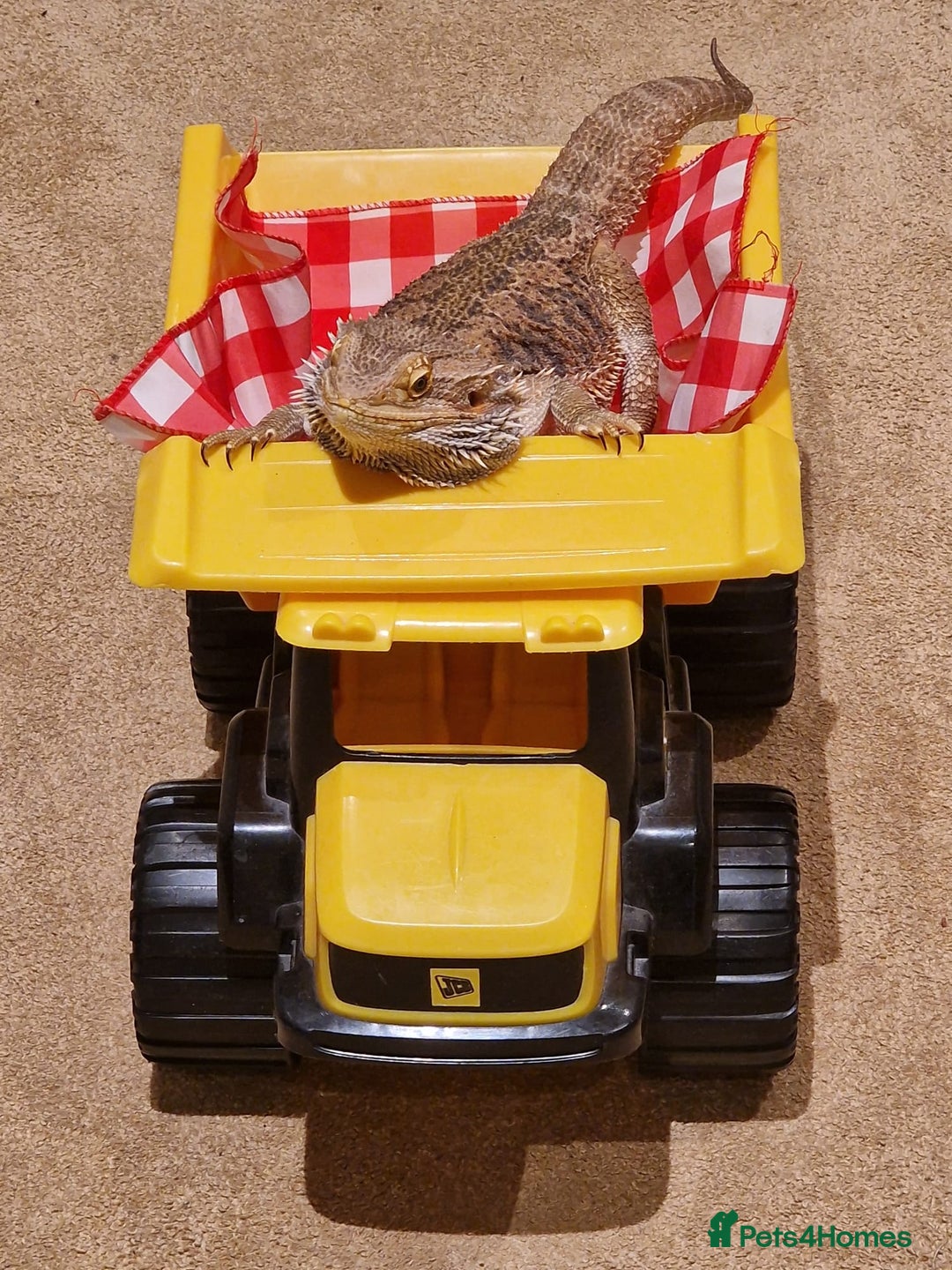 Bearded Dragon reptiles for sale: Bearded Dragon For Sale - Image 1