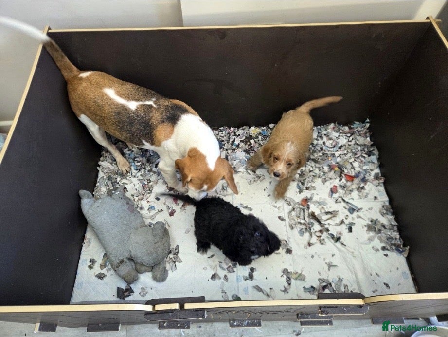 Mixed Breed dogs Beagle x Poodle Puppies - Advert 15