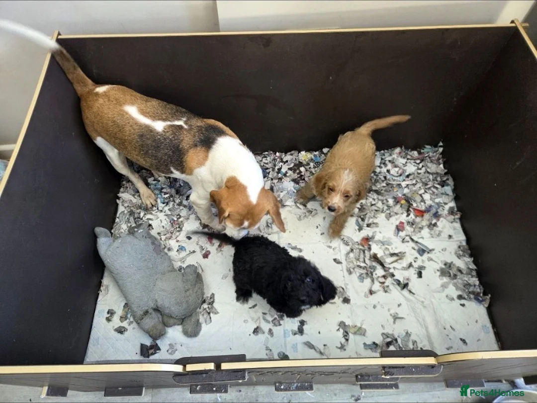Mixed Breed dogs for sale: Beagle x Poodle Puppies - Advert 1