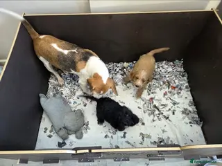 Mixed Breed dogs Beagle x Poodle Puppies - Advert 15