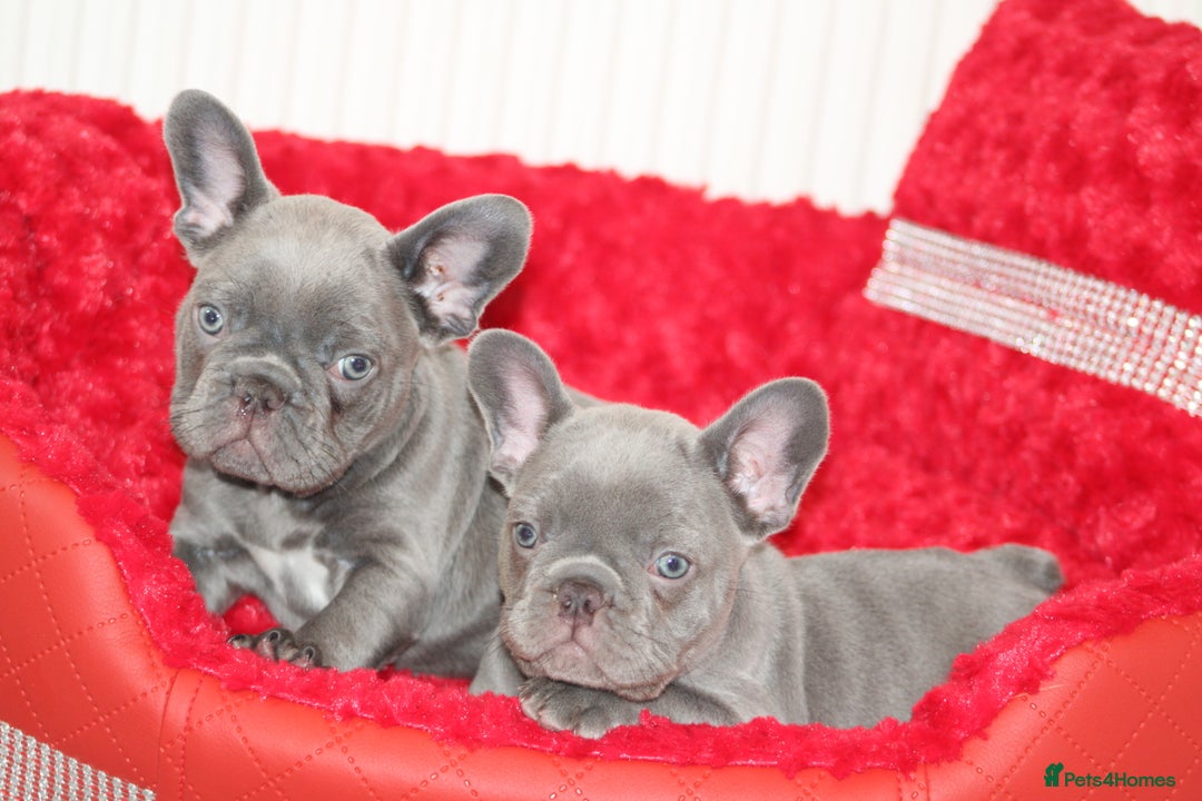 French Bulldog dogs for sale: Solid lilac French bulldog’s  - Advert 15