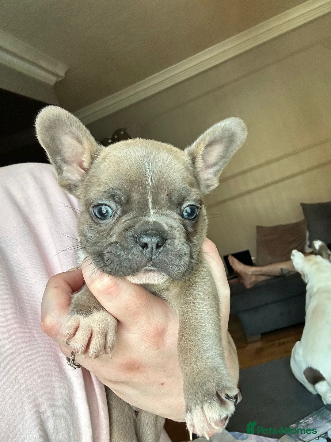 French Bulldog dogs for sale: FRENCH BULLDOGS 2 BOYS 1 GIRL - Image 2