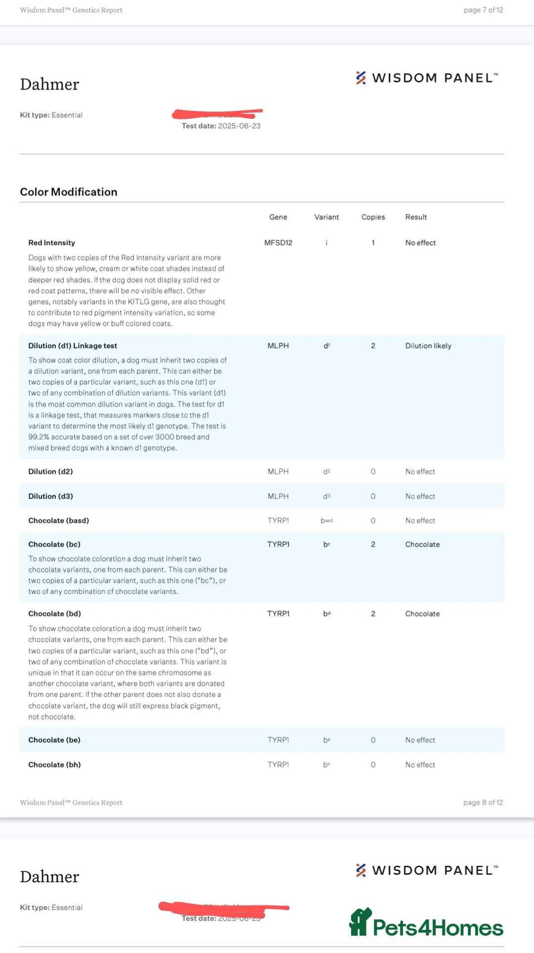 English Bulldog dogs for stud: Dahmer for stud - Advert 18