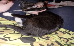 Domestic Shorthair cats for sale: Looking for her forever home  - Image 6