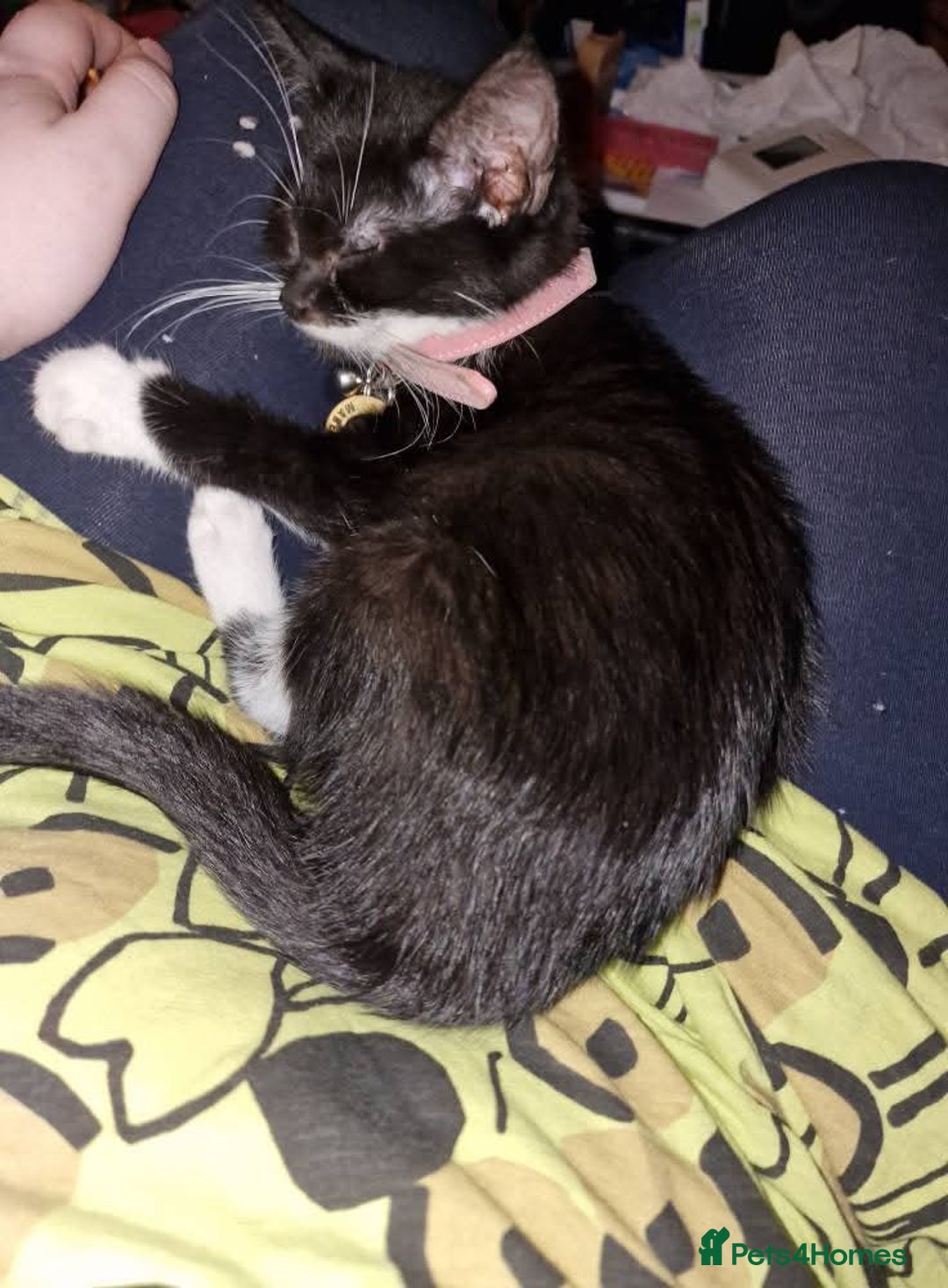 Domestic Shorthair cats for sale: Looking for her forever home  - Image 6