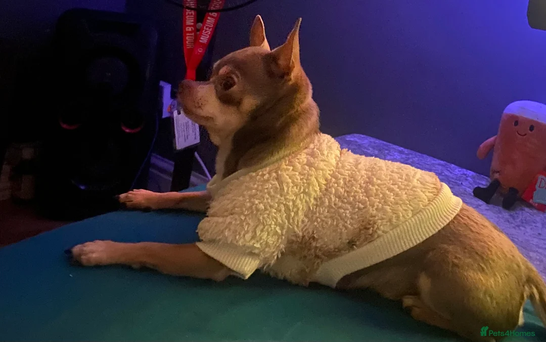 Chihuahua dogs for stud: Chihuahua  tiny male stud - Advert 2