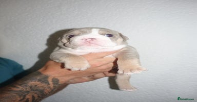 English Bulldog dogs - Advert 13