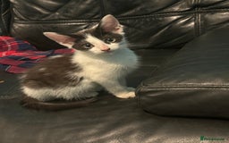 Mixed Breed cats for sale: 1yr female cat.2 playful male kitten available  in Stoke-on-Trent - Image 8