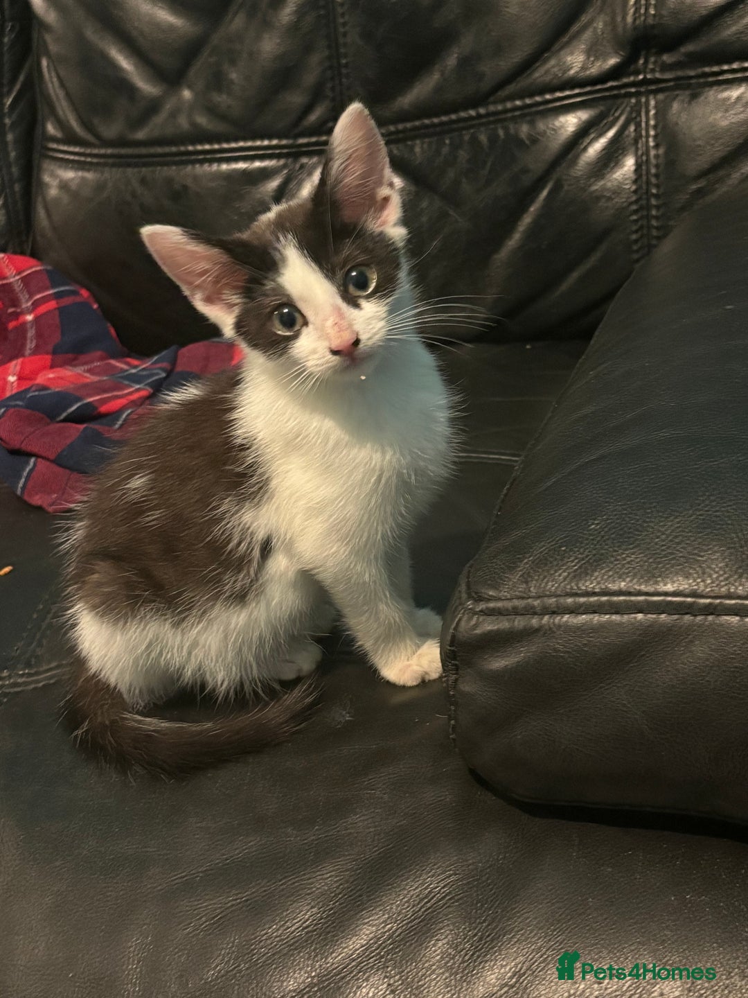 Mixed Breed cats for sale: 1yr female cat.2 playful male kitten available  in Stoke-on-Trent - Image 8