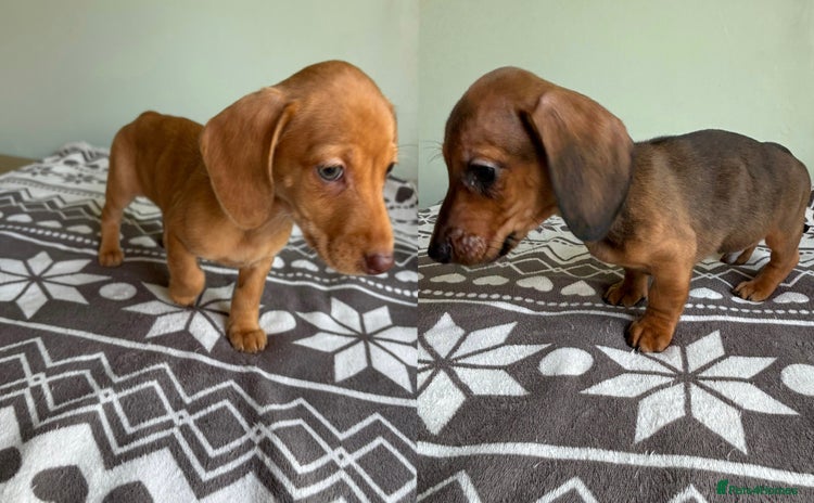 Dachshund dogs - Advert 8