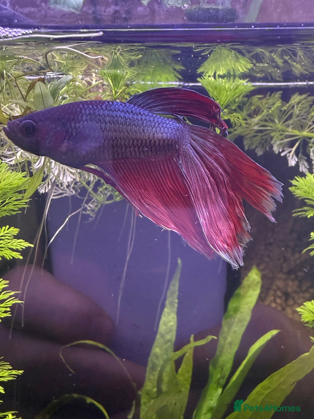 Bettas fish for sale: Few bettas available  - Advert 5