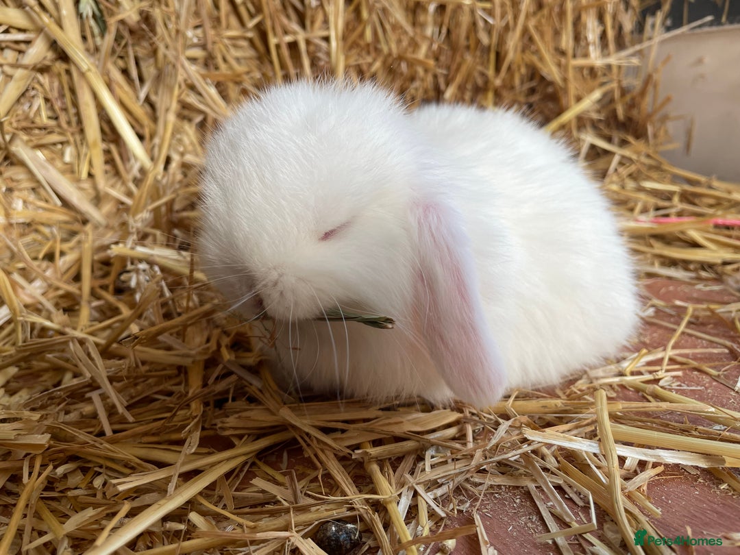 Mini Lop rabbits for sale: Mini lops ready to reserve  - Image 8