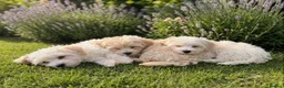 Maltipoo dogs for sale: F1 Maltipoo Puppies, last girl - Advert 4