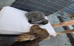 Mini Lop rabbits for sale: Mini lop  - Image 4