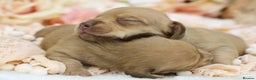 Miniature Dachshund dogs for sale: KC Miniature Dachshund Puppies - Advert 15