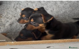 Jack Russell dogs for sale: Beautiful Jack Russell pups - Image 5