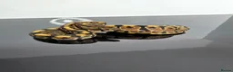 Python Snake reptiles for sale: Regius pythons/ ball pythos - Advert 14