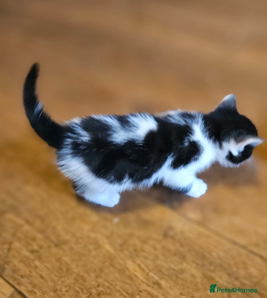 Mixed Breed cats for sale: Cute fluffy mixed kittens.  - Image 5