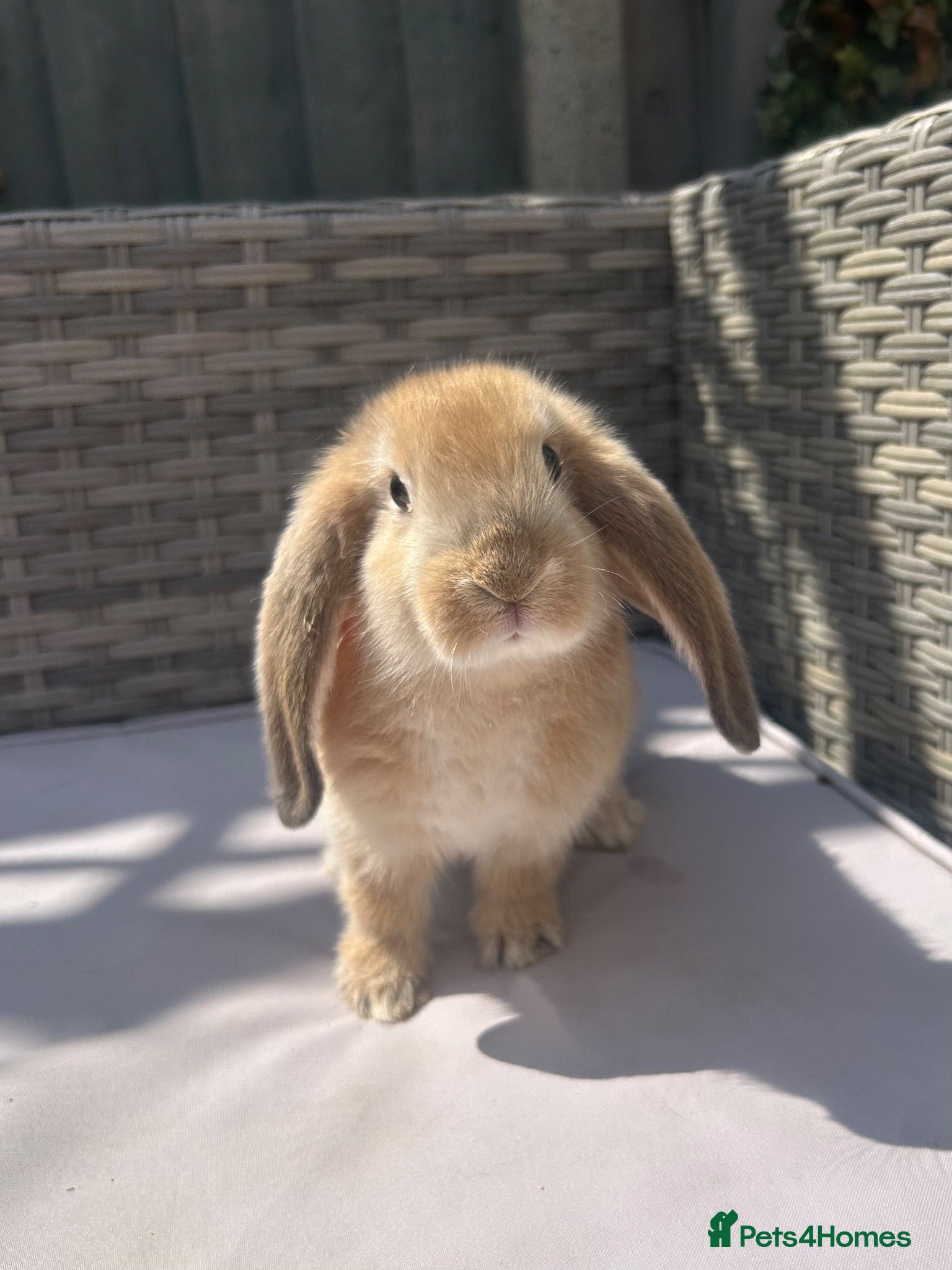 Mini Lop rabbits Beautiful mini lop rabbits  - Advert 1