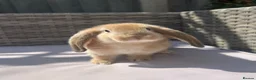 Mini Lop rabbits for sale: Beautiful mini lop rabbits  - Advert 1