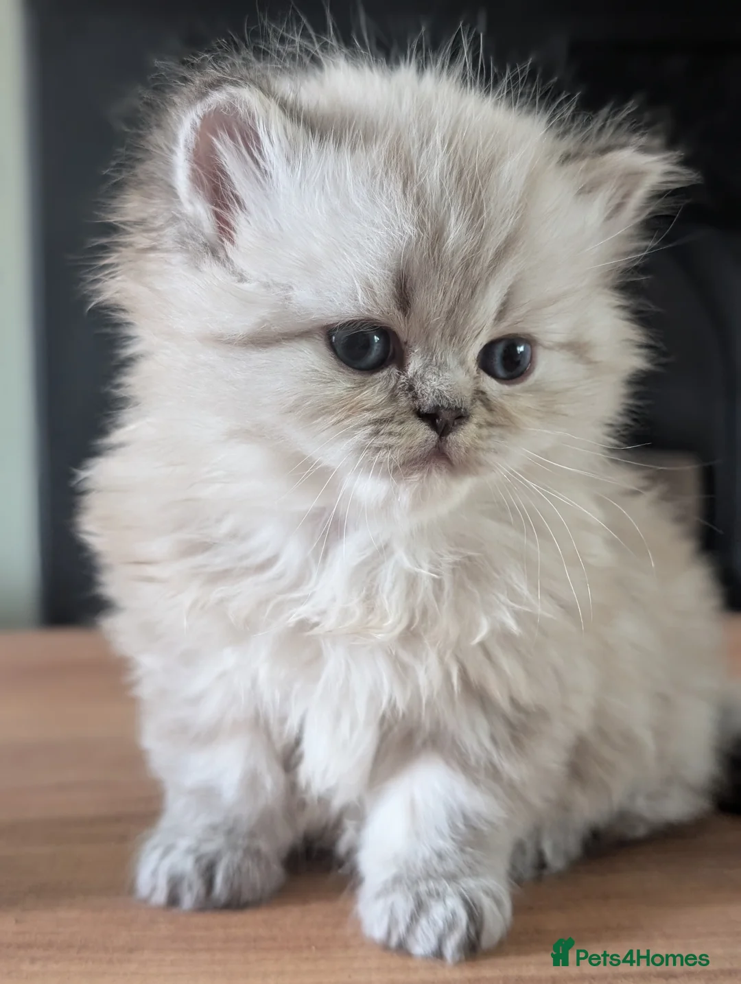 Persian cats for sale: ✨ Beautiful Persian Kittens for Sale ✨ - Advert 2