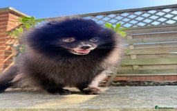 Pomeranian dogs for sale: Beautiful teddy bear( Russian). - Image 1