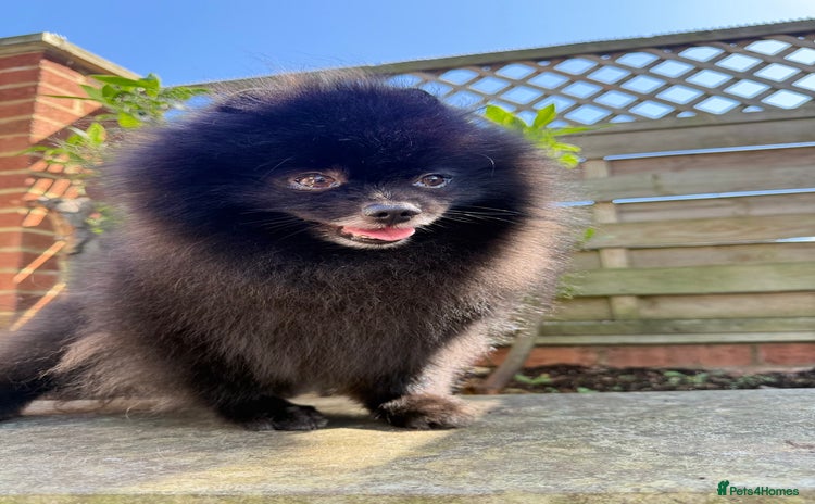 Pomeranian dogs - Advert 1