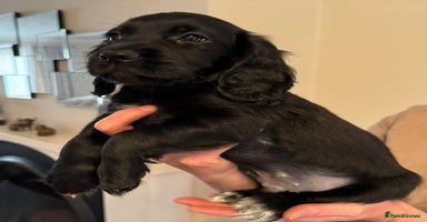 Cocker Spaniel dogs - Advert 6