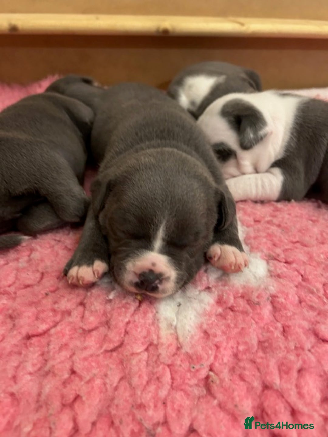 Staffordshire Bull Terrier dogs for sale: 2 beautiful blue/white staffy boys 💙🐾💙 - Advert 6