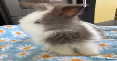 Lionhead rabbits - Advert 11
