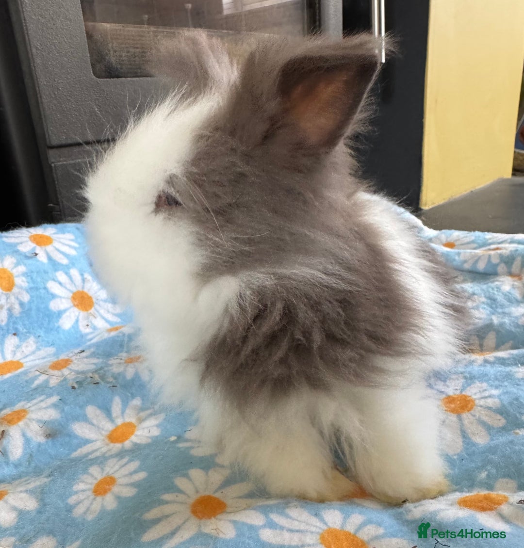 Lionhead rabbits for sale: BEAUTIFUL DOUBLE MANED LIONHEAD RABBITS FOR SALE  - Image 2