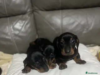 Miniature Dachshund dogs Beautiful miniature dachshund puppies - Advert 1