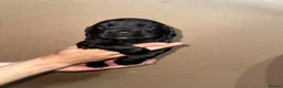 Sprocker dogs for sale: Sprockers puppies for sale  in Penrith - Advert 13