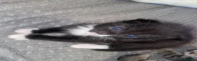Mixed Breed 2